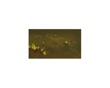 Dorotheum, květen 2011