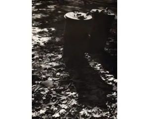 Fotografie