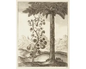 Grafika před r. 1800