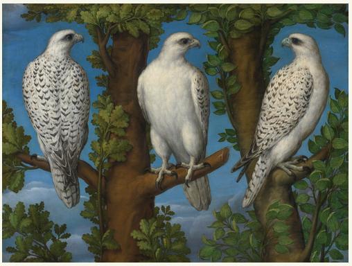 Lombardsk&yacute; mistr: Portrait of a Gyrfalcon, viewed from three sides / nedatov&aacute;no / olej na pl&aacute;tně / 75,7 x 100,5 cm / Sotheby&acute;s New York 30. 1. 2014
